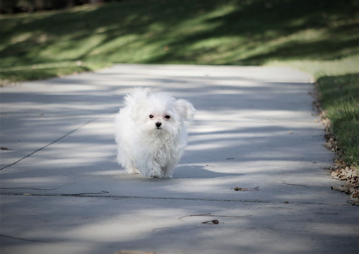 Medium Photo #3 Maltese Puppy For Sale in FULLERTON, CA, USA
