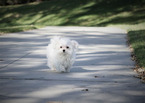 Small Photo #3 Maltese Puppy For Sale in FULLERTON, CA, USA