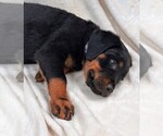 Small #2 Rottweiler