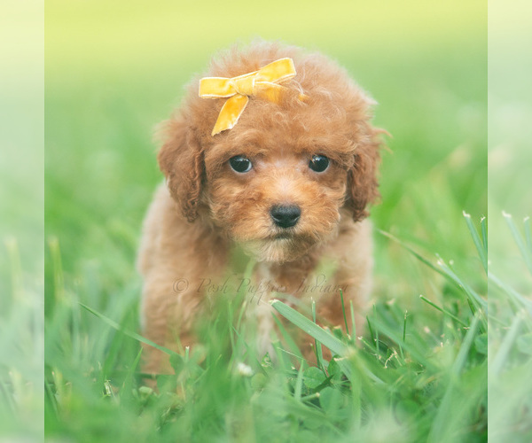Medium Photo #39 Poodle (Toy) Puppy For Sale in WARSAW, IN, USA