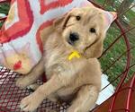 Small #5 Goldendoodle