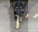 Small Photo #13 German Shepherd Dog Puppy For Sale in KENNESAW, GA, USA
