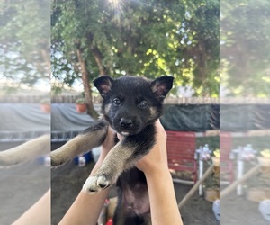 Shepweiller Puppy for sale in SPOKANE, WA, USA