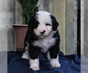 Bernedoodle-Poodle (Miniature) Mix Puppy for sale in EAST EARL, PA, USA