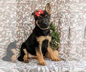 German Shepherd Dog Puppy for sale in OXFORD, PA, USA