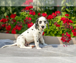 Puppy Stormy Dalmatian