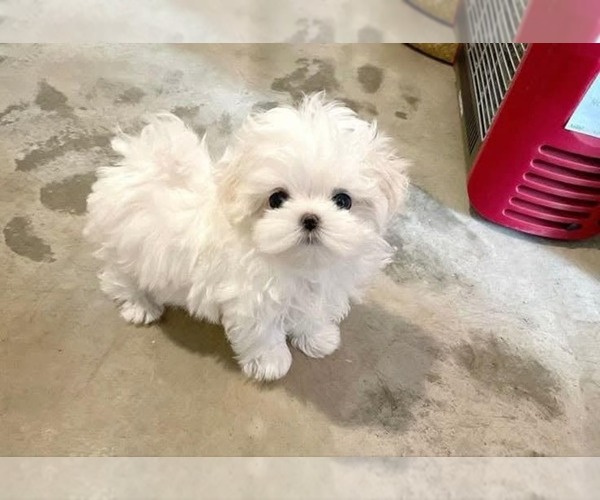 Medium Photo #1 Maltese Puppy For Sale in CLERMONT, FL, USA