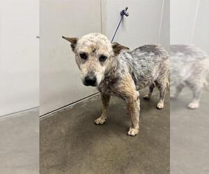 Mutt Dogs for adoption in Rosenberg, TX, USA