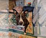 Small #1 Mutt