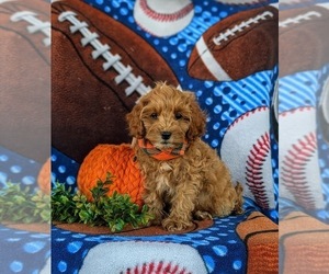 Cock-A-Poo Puppy for sale in LINCOLN UNIVERSITY, PA, USA