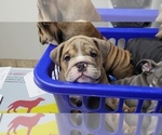 Small Photo #1 English Bulldog Puppy For Sale in COLUMBUS, OH, USA