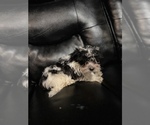 Small Photo #4 Maltipoo Puppy For Sale in BRIDGEPORT, CT, USA