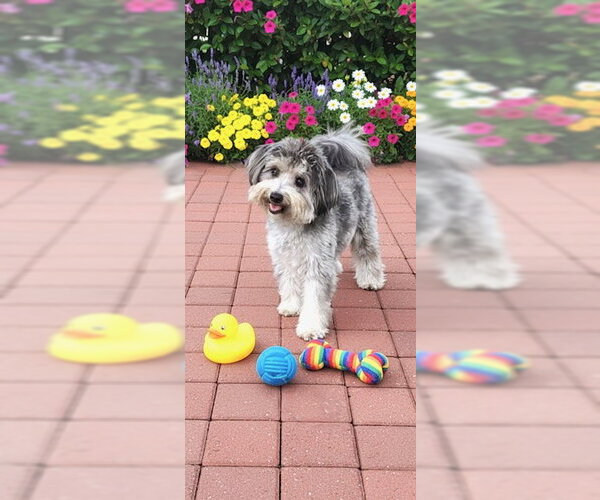 Medium Photo #11 Maltese Puppy For Sale in Weston, FL, USA