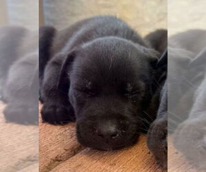Labrador Retriever-Unknown Mix Dogs for adoption in Dana Point, CA, USA