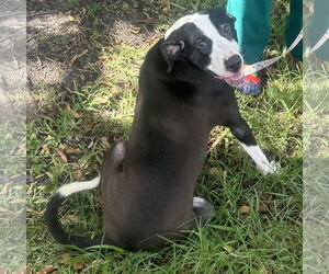 Labrador Retriever Dogs for adoption in Royal Palm Beach, FL, USA