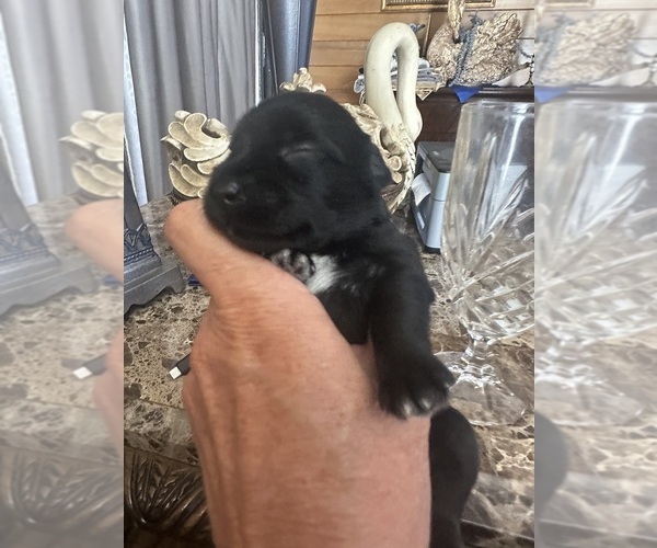Medium Photo #4 Schnauzer (Miniature) Puppy For Sale in PORT ORANGE, FL, USA