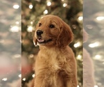 Small Photo #7 Golden Retriever Puppy For Sale in FREDONIA, KY, USA