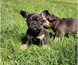 French Bulldog Puppy for sale in AFTON, WY, USA