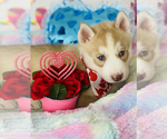 Small Photo #10 Siberian Husky Puppy For Sale in HESPERIA, CA, USA