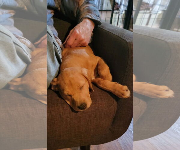 Medium Photo #4 Catahoula Leopard Dog-Unknown Mix Puppy For Sale in New London, WI, USA