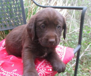 Labradoodle-Unknown Mix Puppy for sale in RUTHERFORDTON, NC, USA