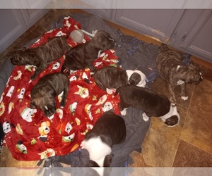 American Staffordshire Terrier Puppy for sale in WAVERLY, IA, USA