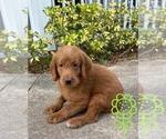 Puppy 3 Labradoodle