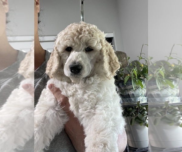 Medium Photo #6 Poodle (Standard) Puppy For Sale in REDMOND, OR, USA