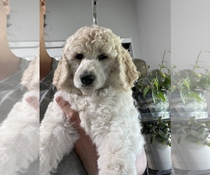 Medium Poodle (Standard)