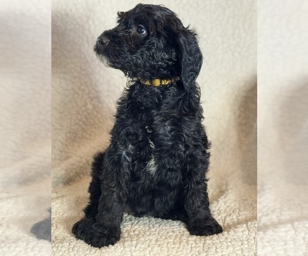 Medium Photo #4 Double Doodle Puppy For Sale in GREENFIELD, IN, USA
