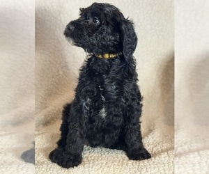 Medium Double Doodle