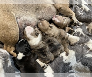 French Bulldog Puppy for sale in HOPE MILLS, NC, USA