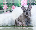 Small Photo #1 French Bulldog Puppy For Sale in MARIETTA, GA, USA