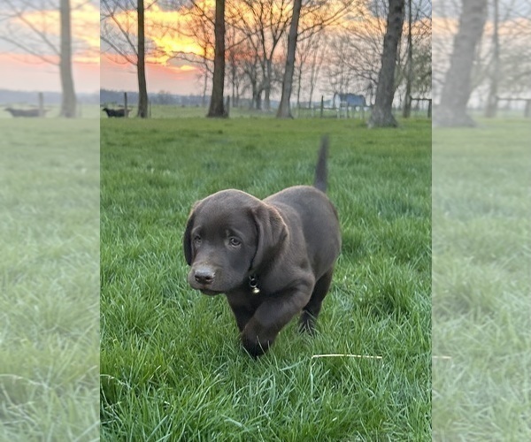 Medium Photo #7 Labrador Retriever Puppy For Sale in FREDERICKSBG, OH, USA
