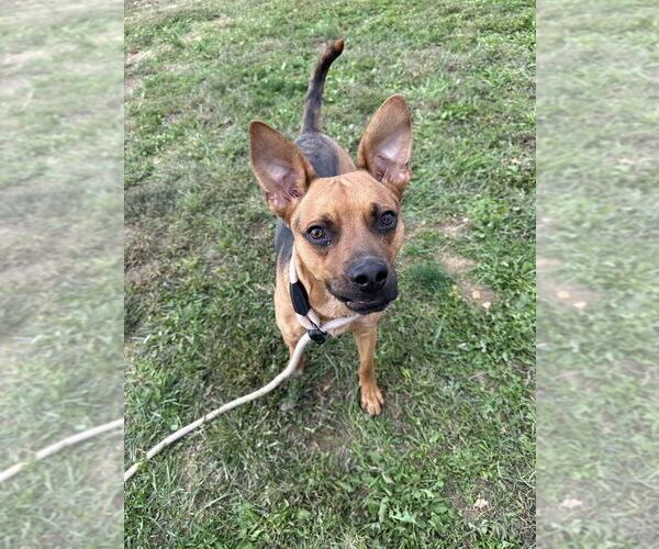 Medium Photo #5 Shepradors Puppy For Sale in Evansville, IN, USA