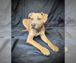 Small #3 Black Mouth Cur-Catahoula Leopard Dog Mix