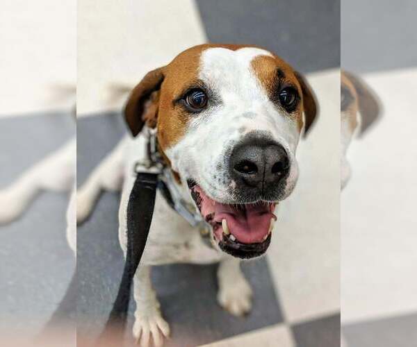 Medium Photo #2 Coonhound-Unknown Mix Puppy For Sale in Springdale, PA, USA