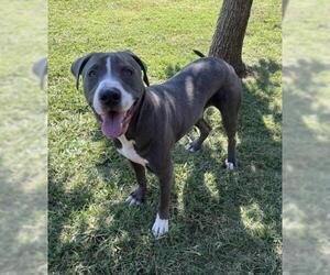 American Pit Bull Terrier Dogs for adoption in Plano, TX, USA