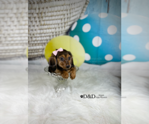 Dachshund Puppy for sale in RIPLEY, MS, USA