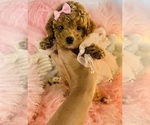 Small #5 Poodle (Toy)
