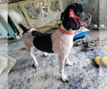 Small #4 Poodle (Standard)