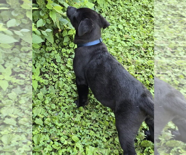 Medium Photo #4 German Shepherd Dog-Unknown Mix Puppy For Sale in Minneapolis, MN, USA