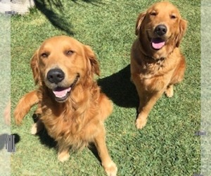 Father of the Golden Retriever puppies born on 10/15/2022