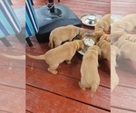 Small #5 Labrador Retriever