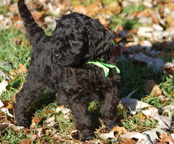 Medium Photo #1 Goldendoodle Puppy For Sale in COLCHESTER, CT, USA