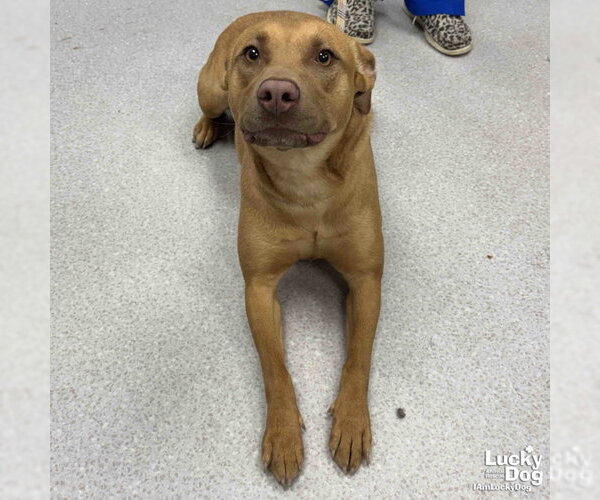 Medium Photo #3 Labrador Retriever-Unknown Mix Puppy For Sale in Washington, DC, USA