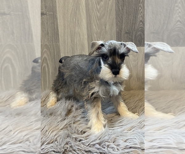 Medium Photo #1 Schnauzer (Miniature) Puppy For Sale in CANOGA, NY, USA