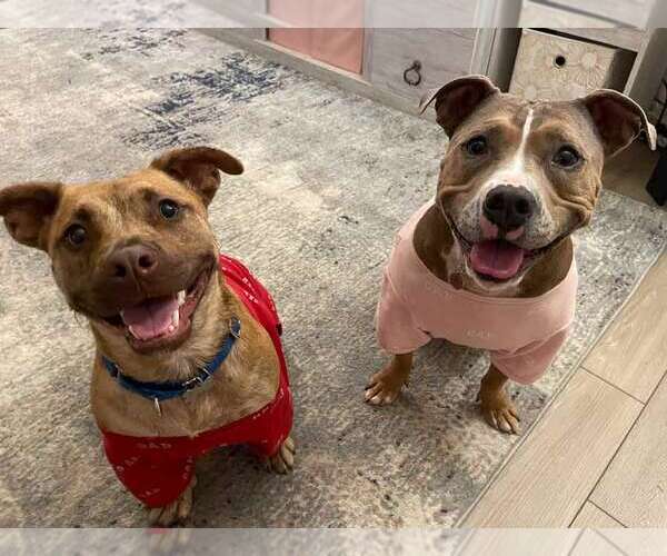 Medium Photo #4 Boxer-Unknown Mix Puppy For Sale in Kennesaw, GA, USA