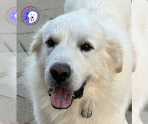 Great Pyrenees Dogs for adoption in Spring, TX, USA