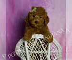 Small Photo #65 Goldendoodle (Miniature) Puppy For Sale in WARSAW, IN, USA